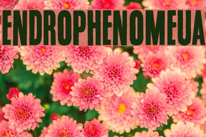 Endrophenomeua Font examples