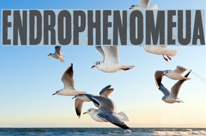 Endrophenomeua Font examples