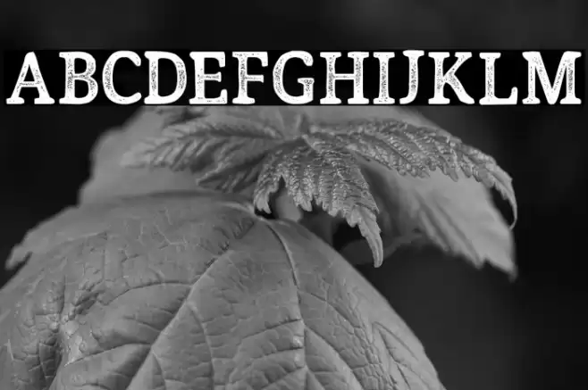 Endurest Demo Font examples