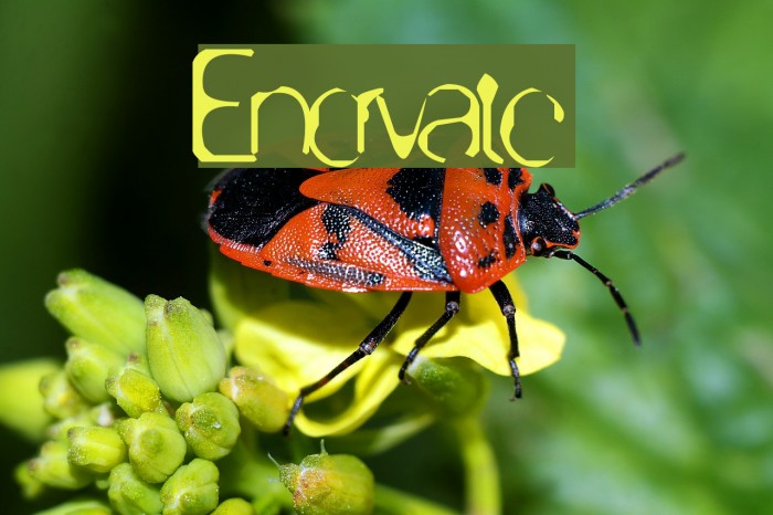 Enervate Font examples