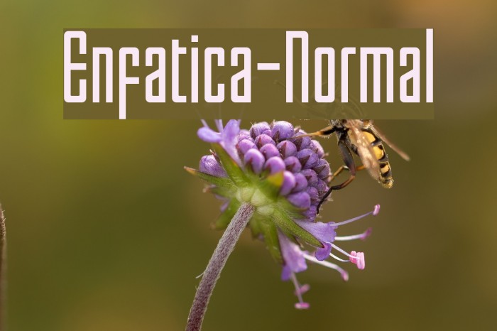 Enfatica-Normal Font examples