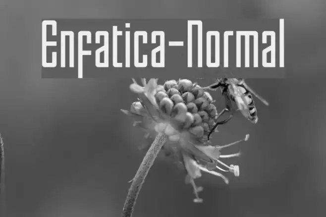 Enfatica-Normal Polices examples