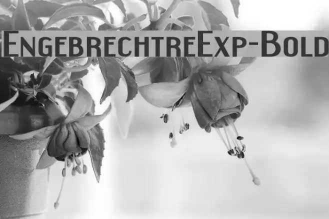 EngebrechtreExp-Bold Example 3