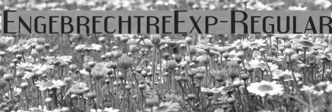 EngebrechtreExp-Regular Example 2