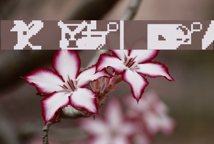 Engelbart Raw Example 1