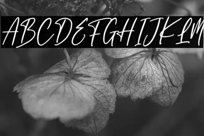 England Signature Font examples