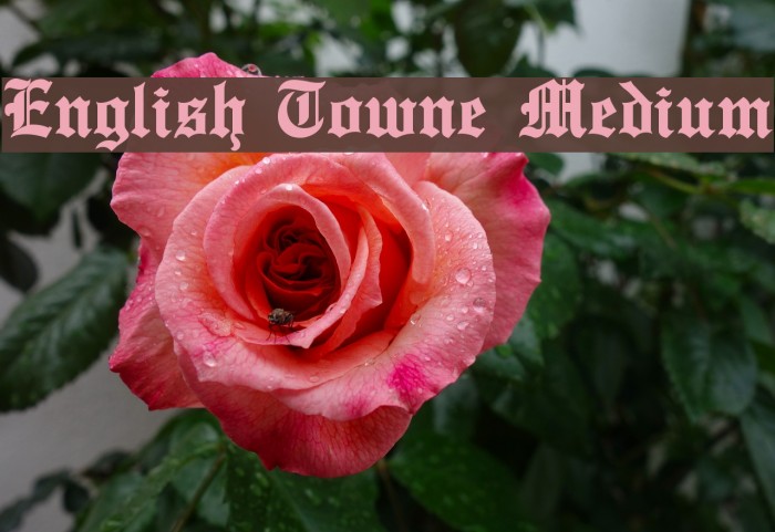 English Towne Medium Font examples