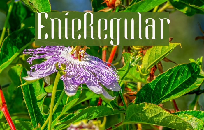 EnieRegular Example 3