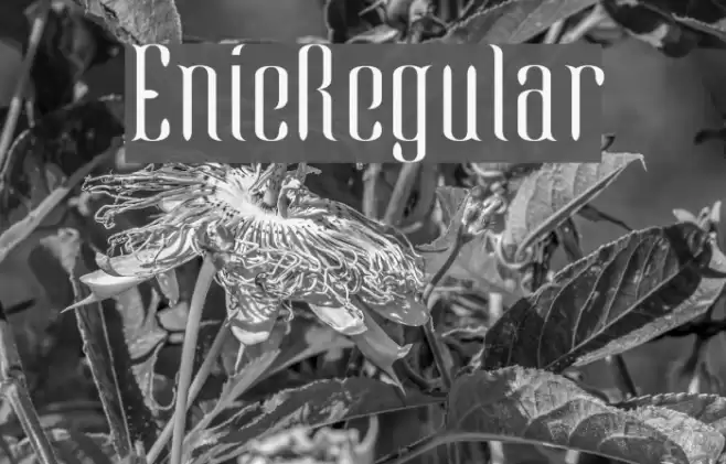 EnieRegular Font examples
