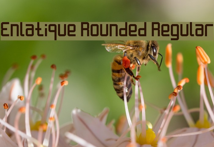 Enlatique Rounded Regular Font examples