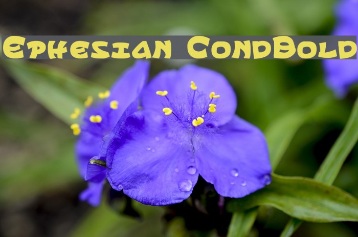 Ephesian CondBold Fuentes examples