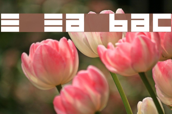 Epps Evans Black Font examples