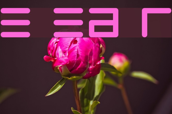 Eppy Evans Round Font examples