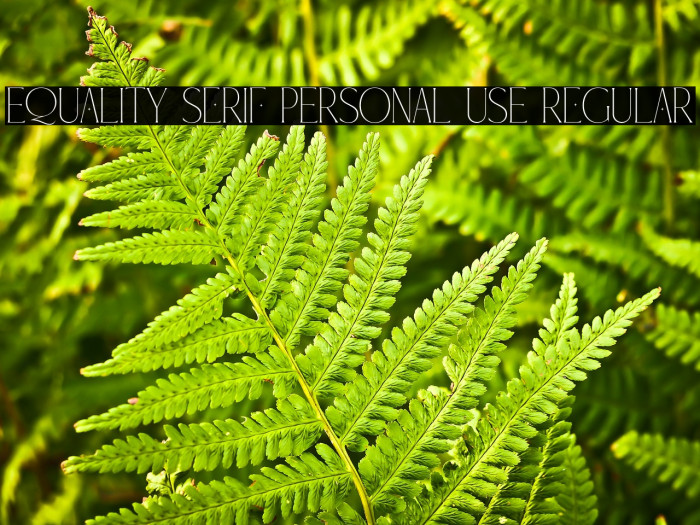 Equality Serif PERSONAL USE Regular Example 3