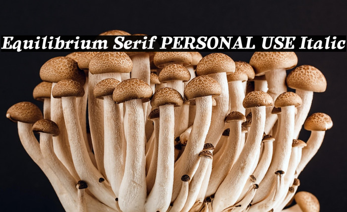 Equilibrium Serif PERSONAL USE Italic Example 3