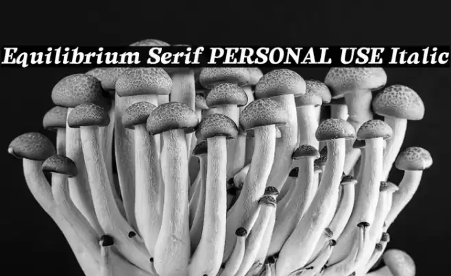 Equilibrium Serif PERSONAL USE Italic Font examples