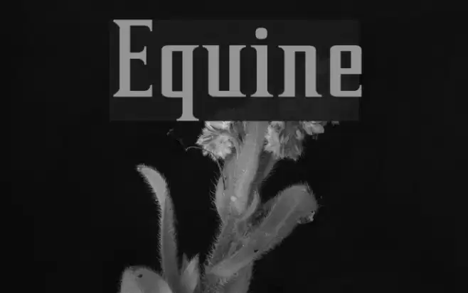 Equine Font examples