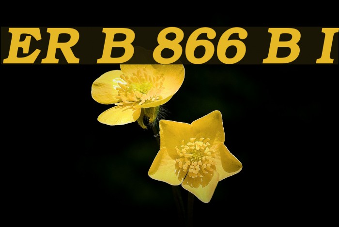 ER Bukinist 866 Bold Italic フォント examples