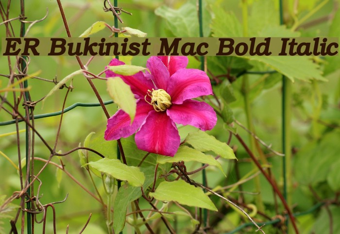 ER Bukinist Mac Bold Italic Font examples