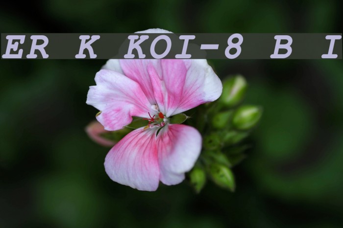 ER Kurier KOI-8 Bold Italic Font examples