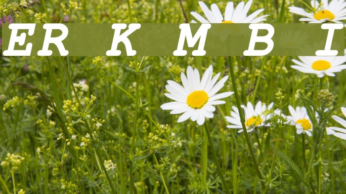 ER Kurier Mac Bold Italic Font examples
