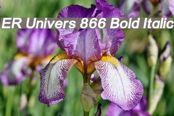 ER Univers 866 Bold Italic Example 1