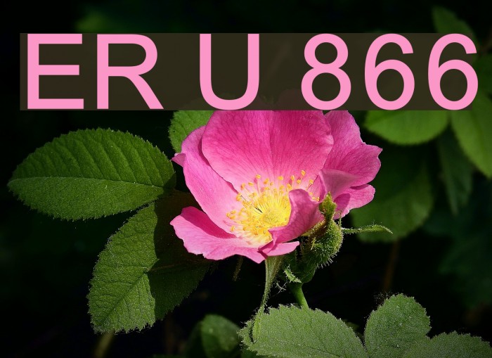 ER Univers 866 Example 1