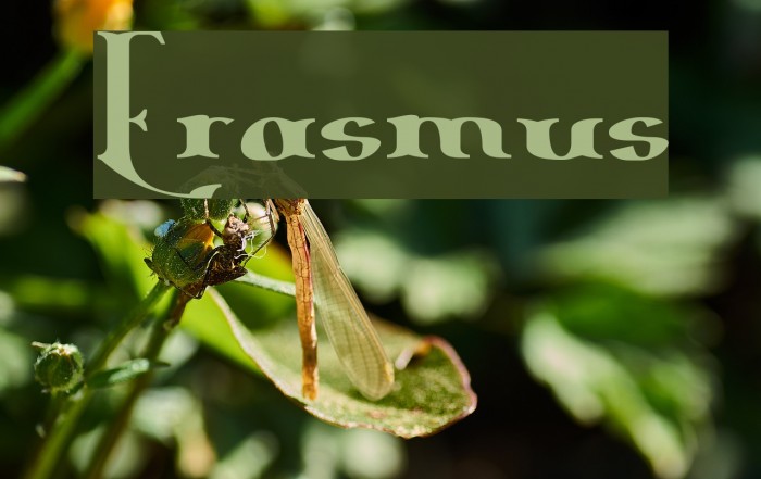 Erasmus Шрифта examples