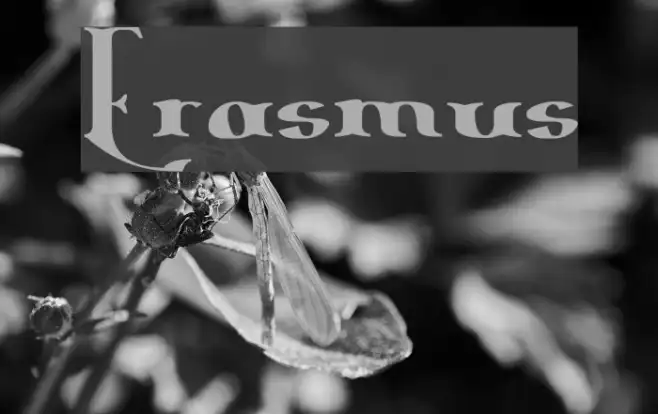 Erasmus Example 2
