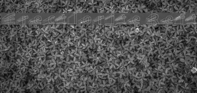 Erectlorite Reft Example 1