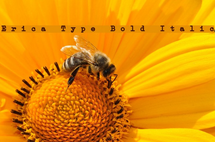 Erica Type Bold Italic Example 1