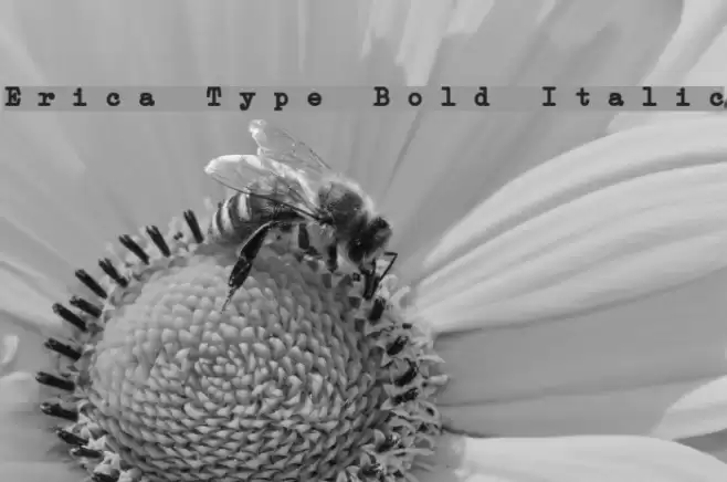 Erica Type Bold Italic Font examples