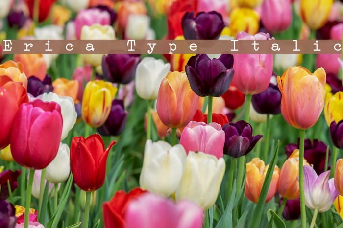 Erica Type Italic Font examples