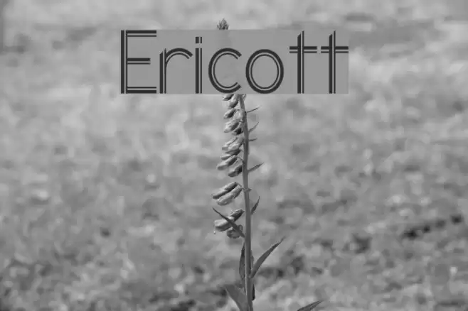 Ericott Font examples