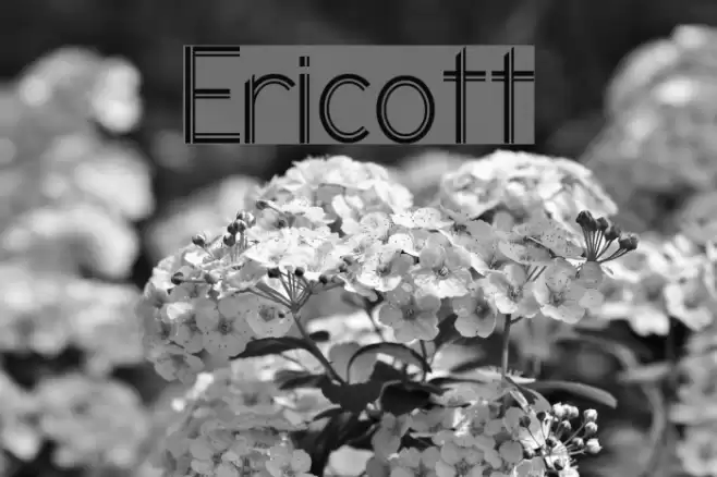 Ericott Font examples