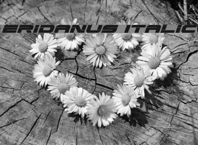 Eridanus Italic Font examples