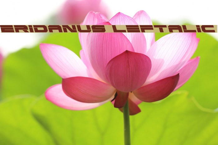 Eridanus Leftalic Font examples