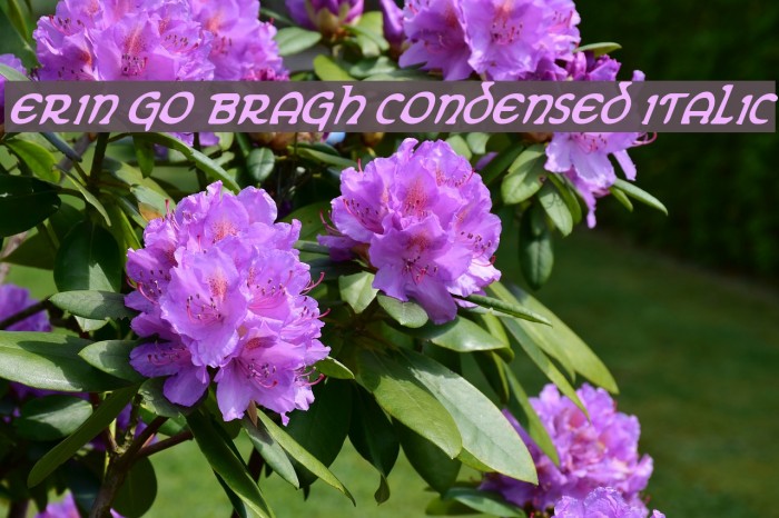 Erin Go Bragh Condensed Italic Font examples