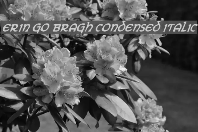 Erin Go Bragh Condensed Italic Fonte examples