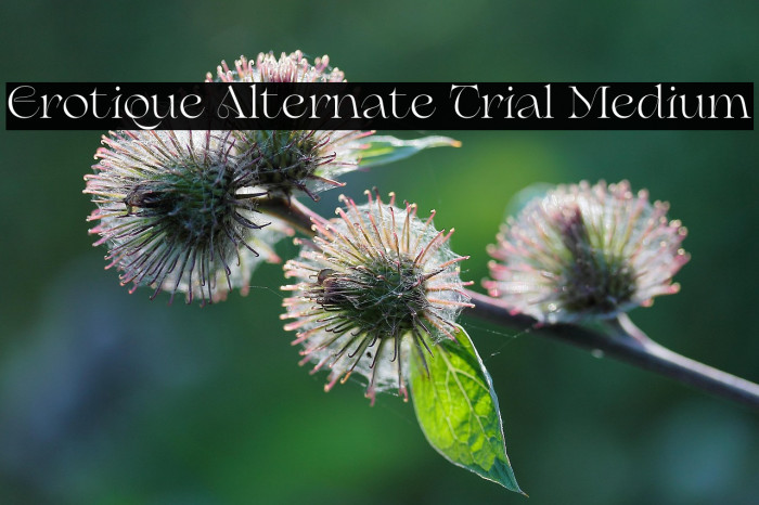 Erotique Alternate Trial Medium Example 3