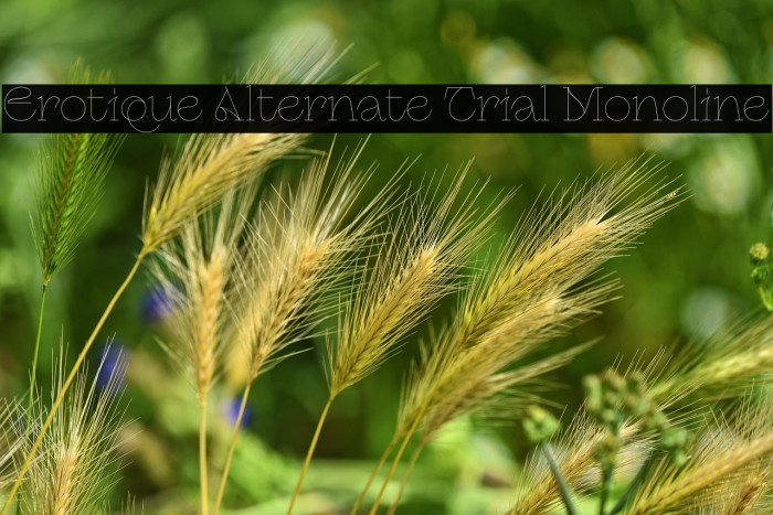 Erotique Alternate Trial Monoline Example 2