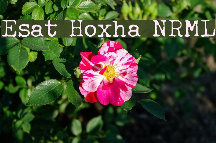 Esat Hoxha NRML Font examples