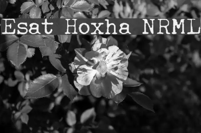 Esat Hoxha NRML Font examples