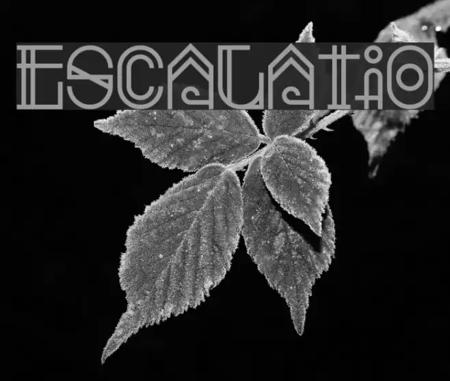 Escalatio Font examples