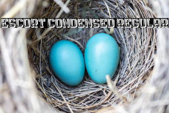 Escort Condensed Regular Example 3