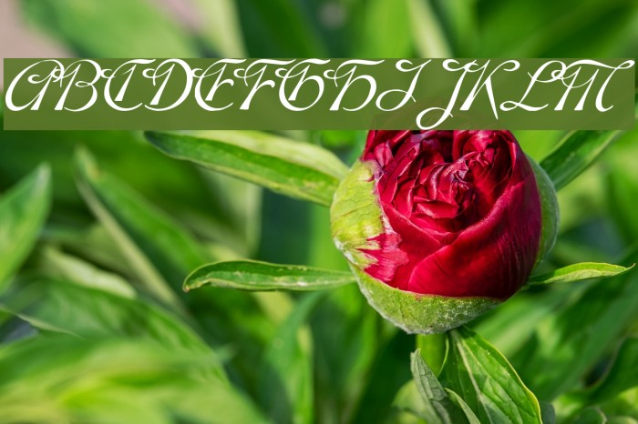 Esperanza!` Font examples