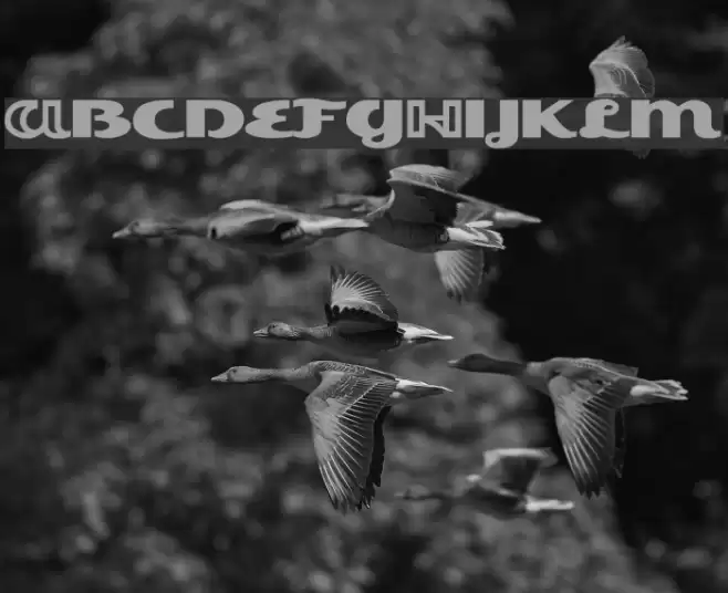 Esquivel Trial Font examples