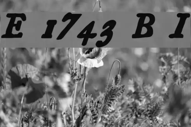 Essays 1743 Bold Italic Polices examples