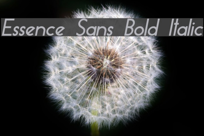 Essence Sans Bold Italic Example 1