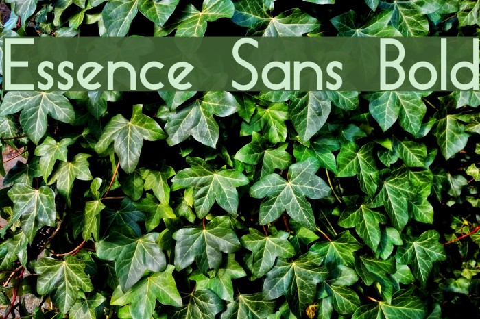 Essence Sans Bold Font examples